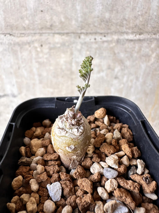 【現品限り】ペラルゴニウム【J4】 Pelargonium ferulaceum