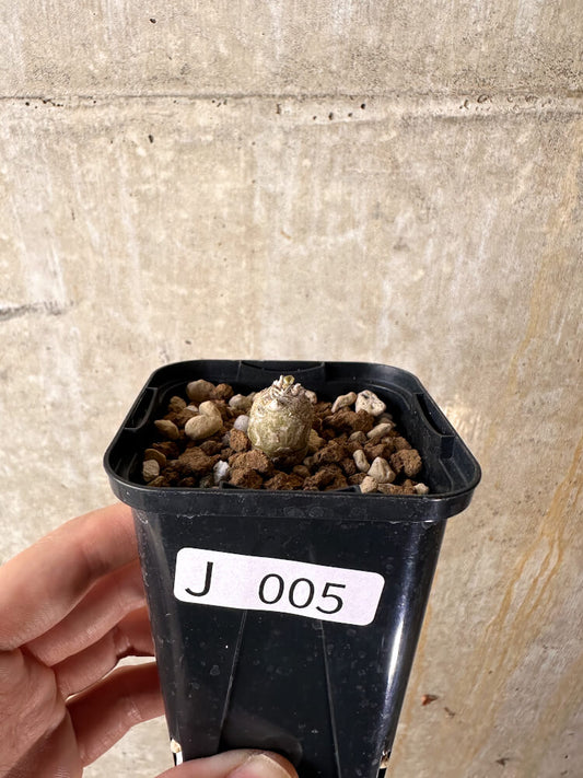 【現品限り】ペラルゴニウム【J5】 Pelargonium ferulaceum
