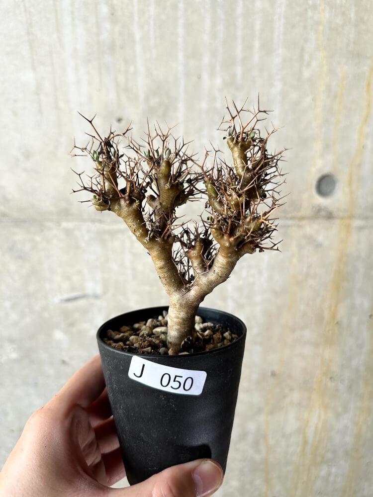 【現品限り】オトンナ・ユーフォルビオイデス【J50】 Othonna euphorbioides