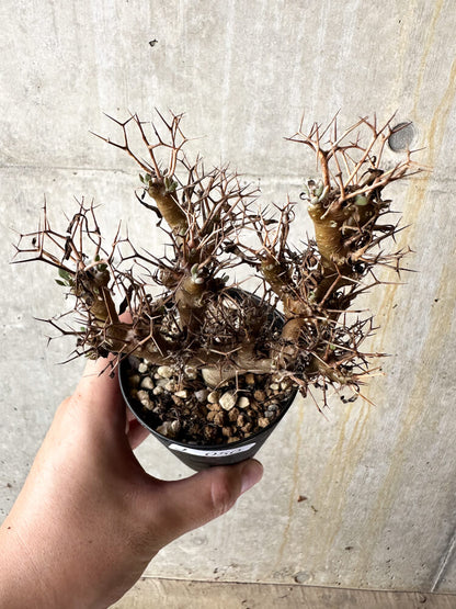 【現品限り】オトンナ・ユーフォルビオイデス【J50】 Othonna euphorbioides