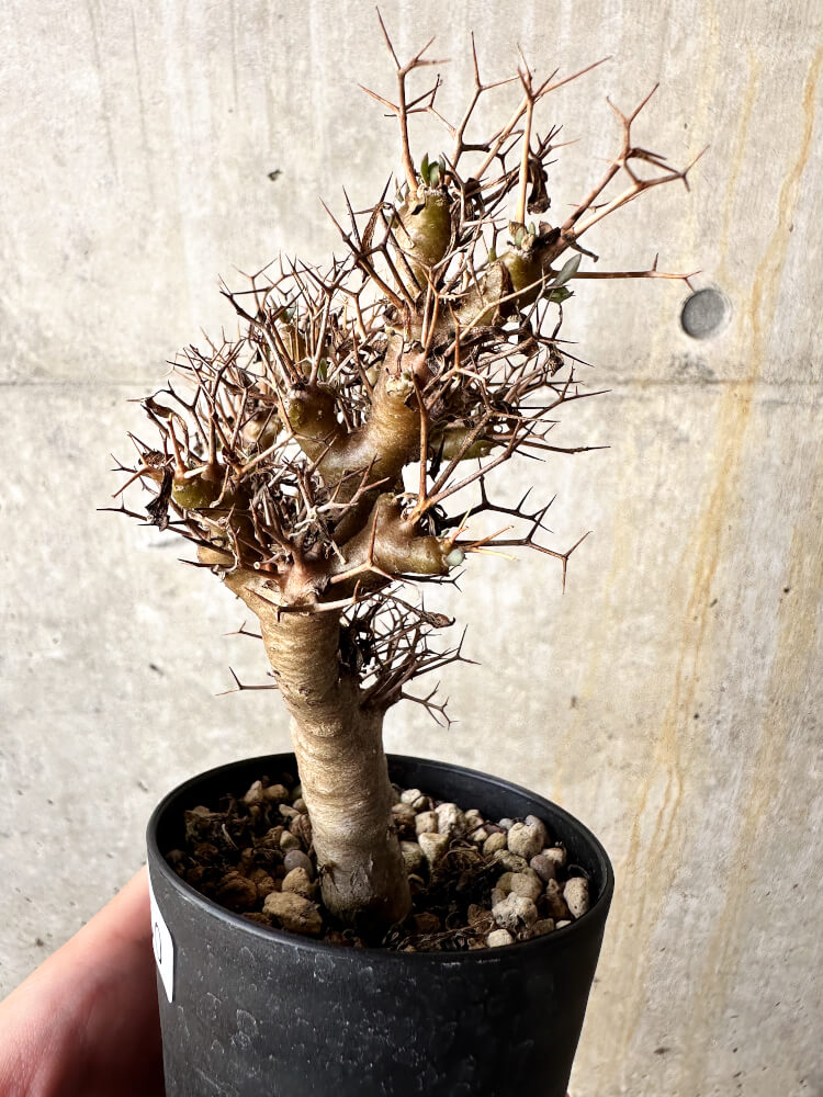 【現品限り】オトンナ・ユーフォルビオイデス【J50】 Othonna euphorbioides