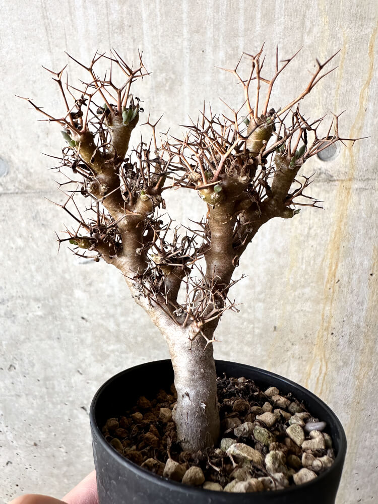 【現品限り】オトンナ・ユーフォルビオイデス【J50】 Othonna euphorbioides