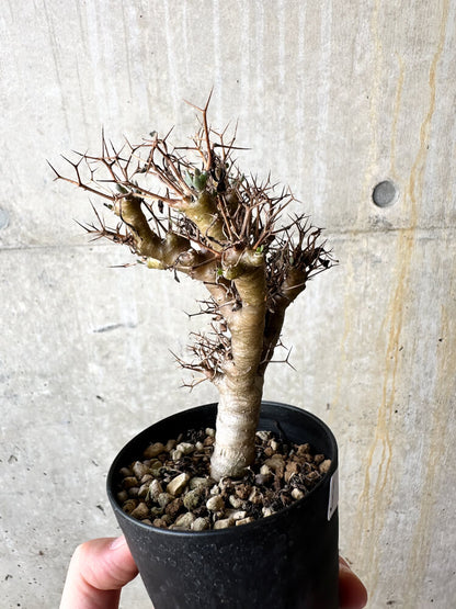 【現品限り】オトンナ・ユーフォルビオイデス【J50】 Othonna euphorbioides