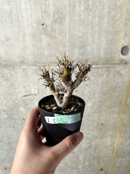 【現品限り】オトンナ・ユーフォルビオイデス【J51】 Othonna euphorbioides