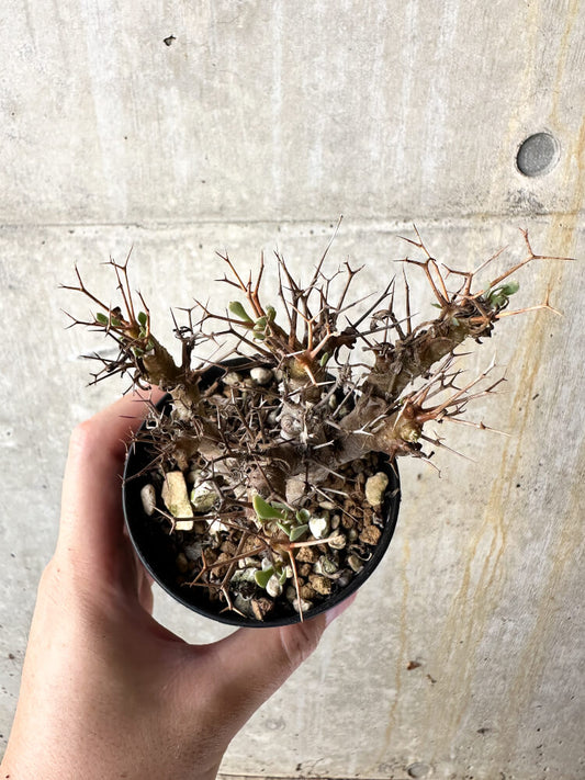 【現品限り】オトンナ・ユーフォルビオイデス【J51】 Othonna euphorbioides