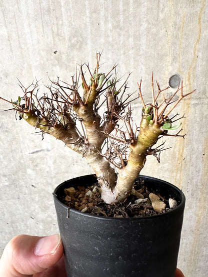 【現品限り】オトンナ・ユーフォルビオイデス【J51】 Othonna euphorbioides