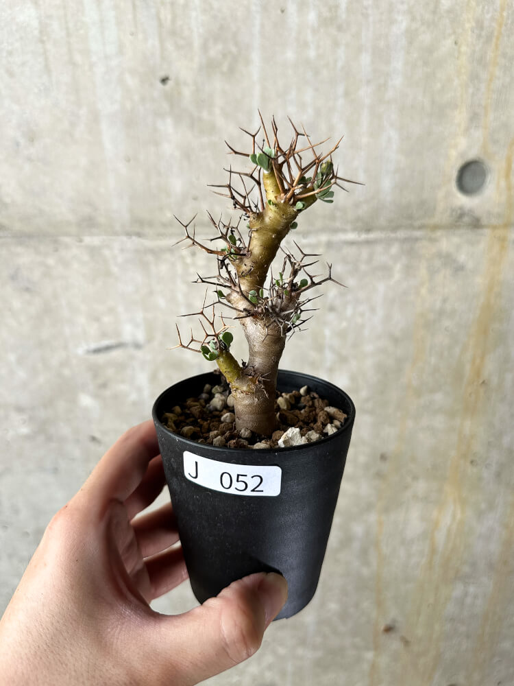 【現品限り】オトンナ・ユーフォルビオイデス【J52】 Othonna euphorbioides