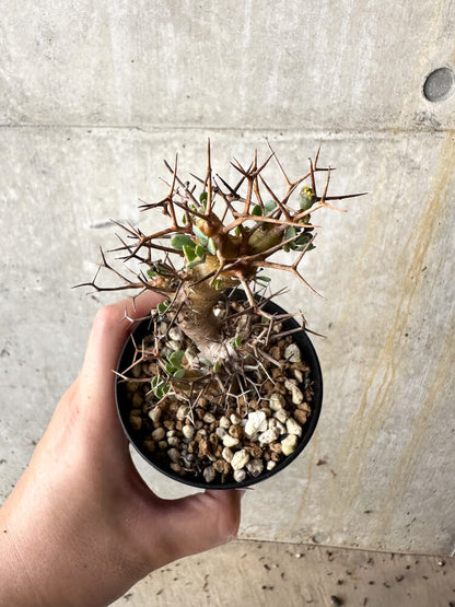 【現品限り】オトンナ・ユーフォルビオイデス【J52】 Othonna euphorbioides