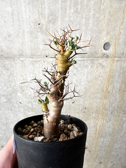 【現品限り】オトンナ・ユーフォルビオイデス【J52】 Othonna euphorbioides