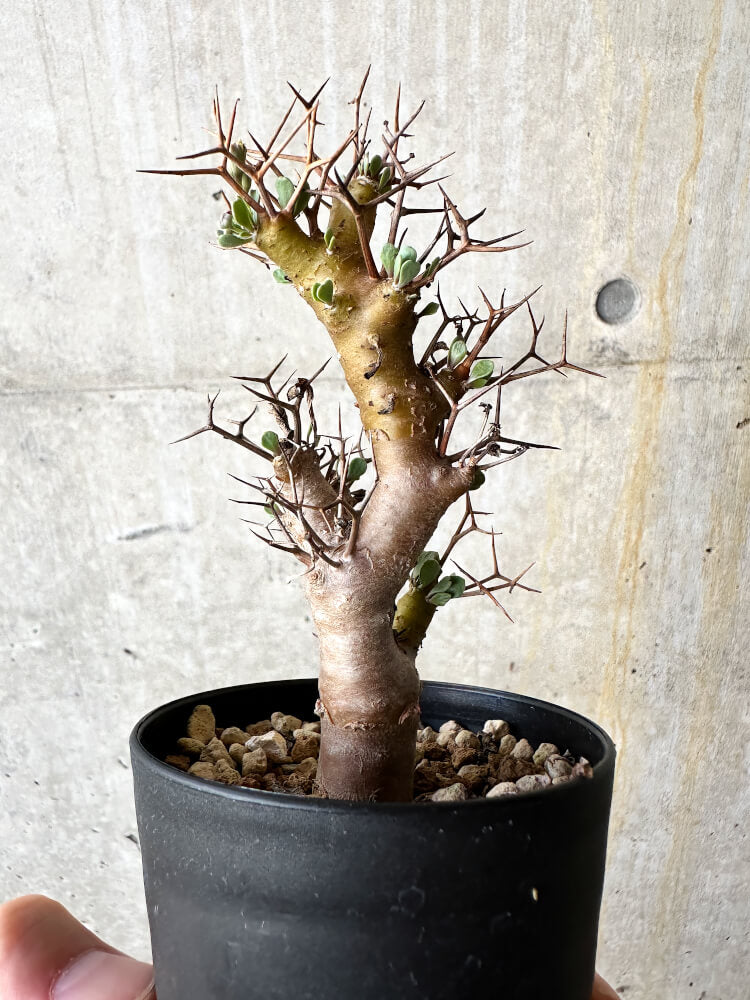 【現品限り】オトンナ・ユーフォルビオイデス【J52】 Othonna euphorbioides