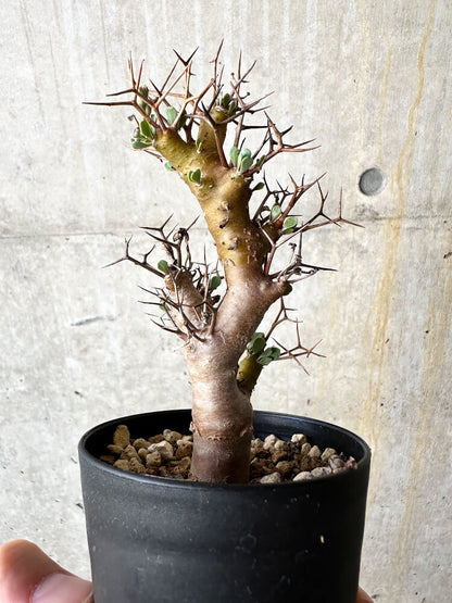 【現品限り】オトンナ・ユーフォルビオイデス【J52】 Othonna euphorbioides