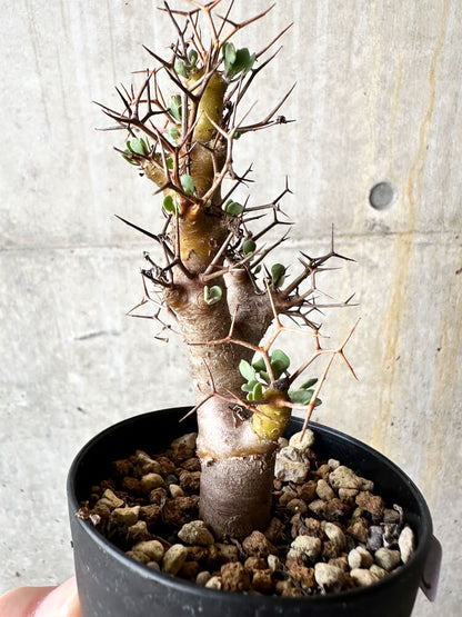 【現品限り】オトンナ・ユーフォルビオイデス【J52】 Othonna euphorbioides