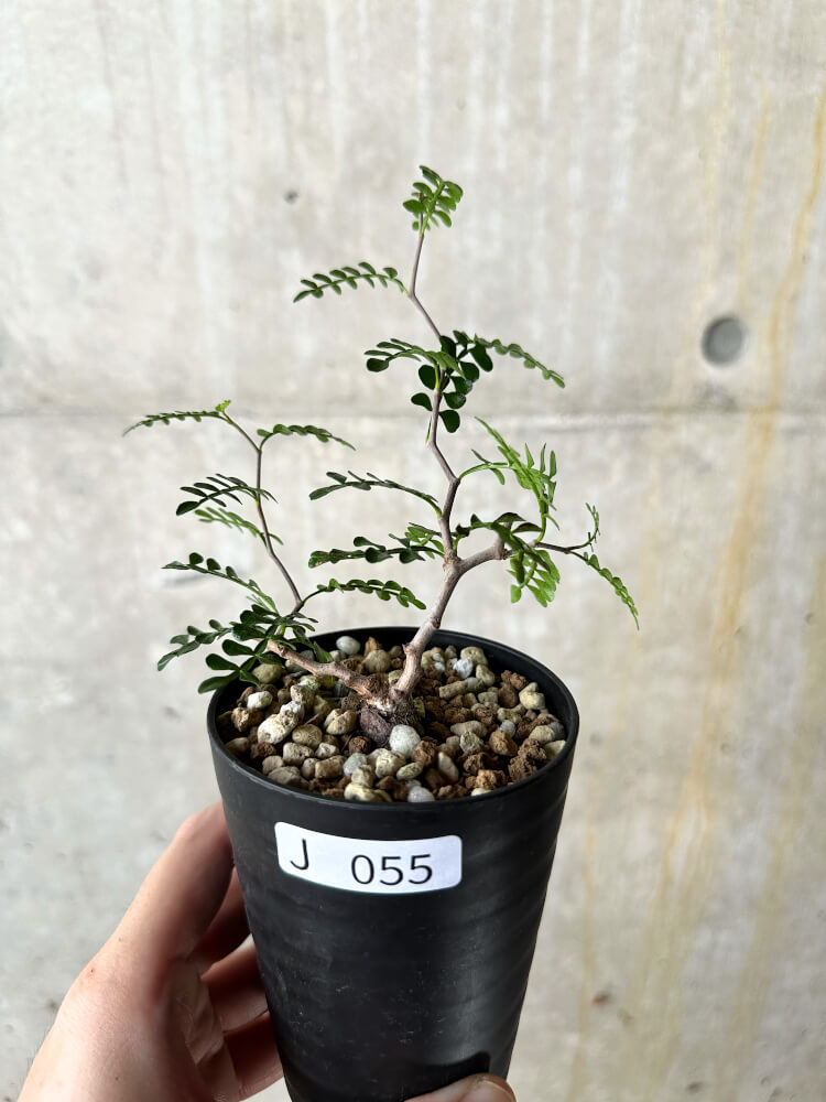 【現品限り】オペルクリカリア・パキプス 根挿し【J55】 Operculicarya pachypus