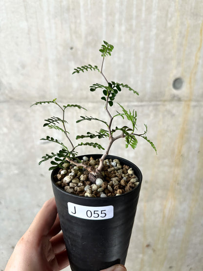 【現品限り】オペルクリカリア・パキプス 根挿し【J55】 Operculicarya pachypus