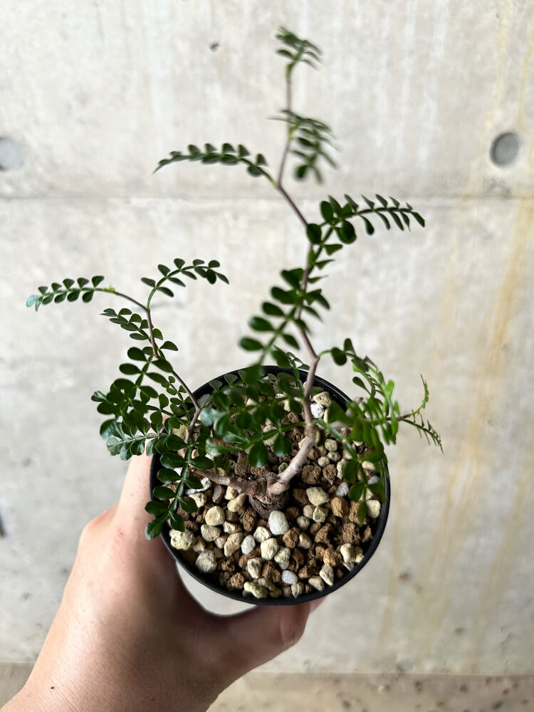 【現品限り】オペルクリカリア・パキプス 根挿し【J55】 Operculicarya pachypus