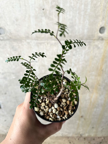 【現品限り】オペルクリカリア・パキプス 根挿し【J55】 Operculicarya pachypus