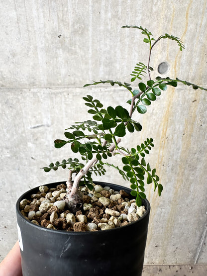 【現品限り】オペルクリカリア・パキプス 根挿し【J55】 Operculicarya pachypus