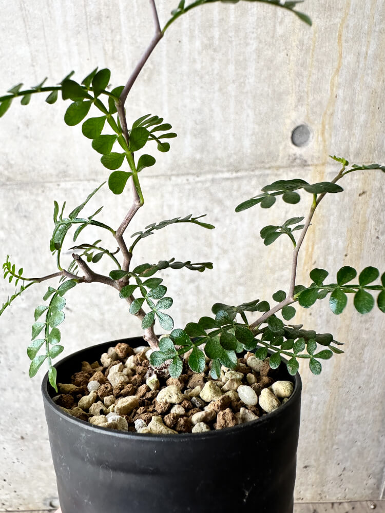 【現品限り】オペルクリカリア・パキプス 根挿し【J55】 Operculicarya pachypus