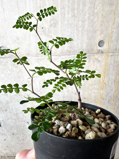 【現品限り】オペルクリカリア・パキプス 根挿し【J55】 Operculicarya pachypus