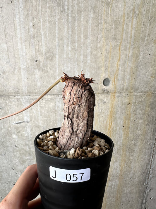 【現品限り】ペラルゴニウム・トリステ【J57】 Pelargonium triste