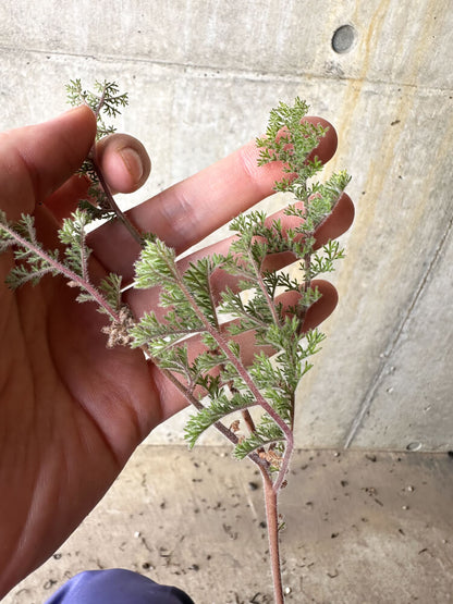 【現品限り】ペラルゴニウム・トリステ【J57】 Pelargonium triste