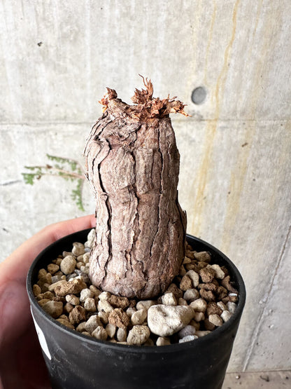 【現品限り】ペラルゴニウム・トリステ【J57】 Pelargonium triste