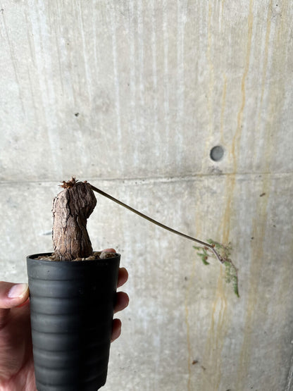 【現品限り】ペラルゴニウム・トリステ【J57】 Pelargonium triste