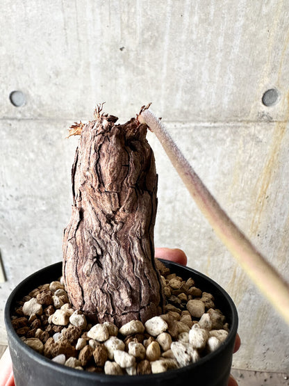 【現品限り】ペラルゴニウム・トリステ【J57】 Pelargonium triste