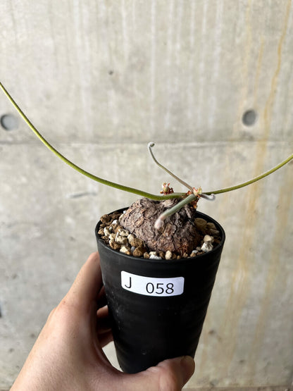 【現品限り】ペラルゴニウム・トリステ【J58】 Pelargonium triste