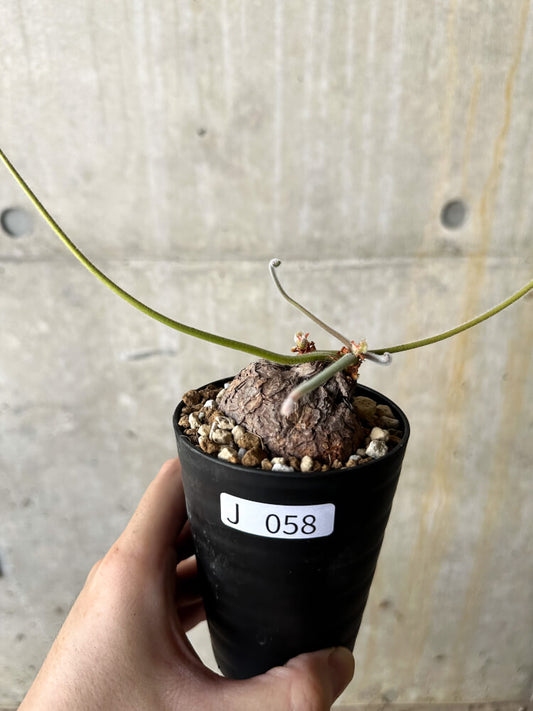 【現品限り】ペラルゴニウム・トリステ【J58】 Pelargonium triste