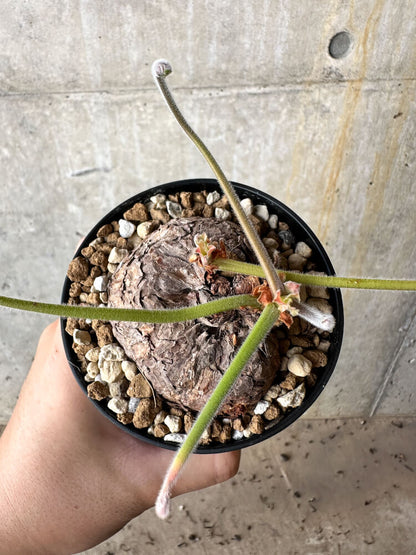 【現品限り】ペラルゴニウム・トリステ【J58】 Pelargonium triste