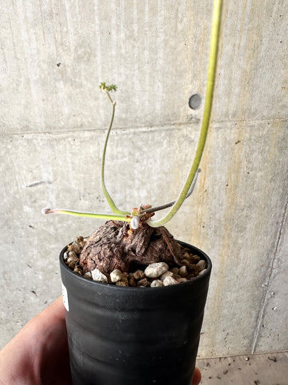 【現品限り】ペラルゴニウム・トリステ【J58】 Pelargonium triste