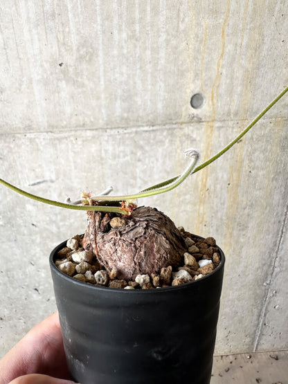 【現品限り】ペラルゴニウム・トリステ【J58】 Pelargonium triste