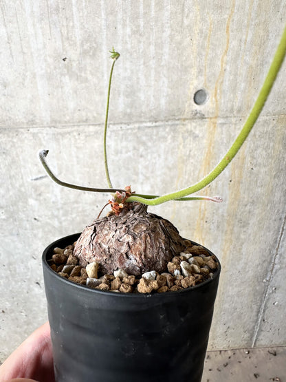 【現品限り】ペラルゴニウム・トリステ【J58】 Pelargonium triste