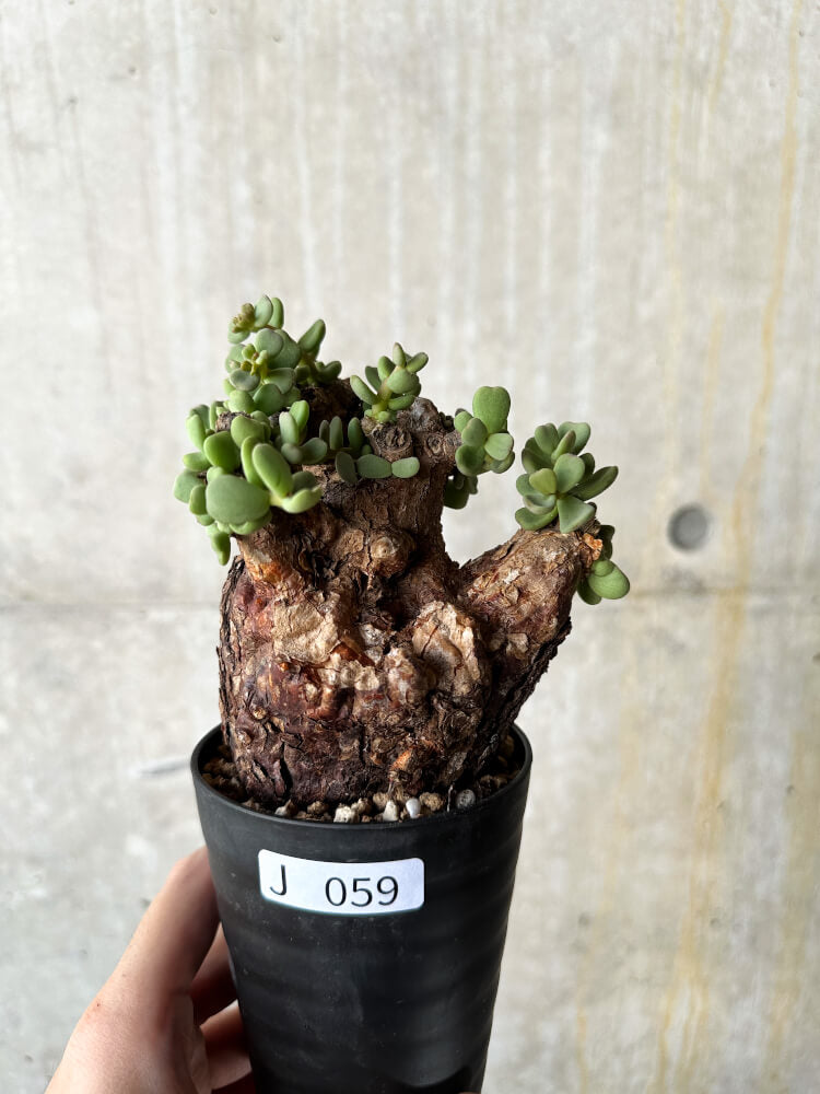 【現品限り】ケラリア・ピグマエア 現地株【J59】 Ceraria pygmaea