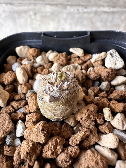 【現品限り】ペラルゴニウム【J5】 Pelargonium ferulaceum