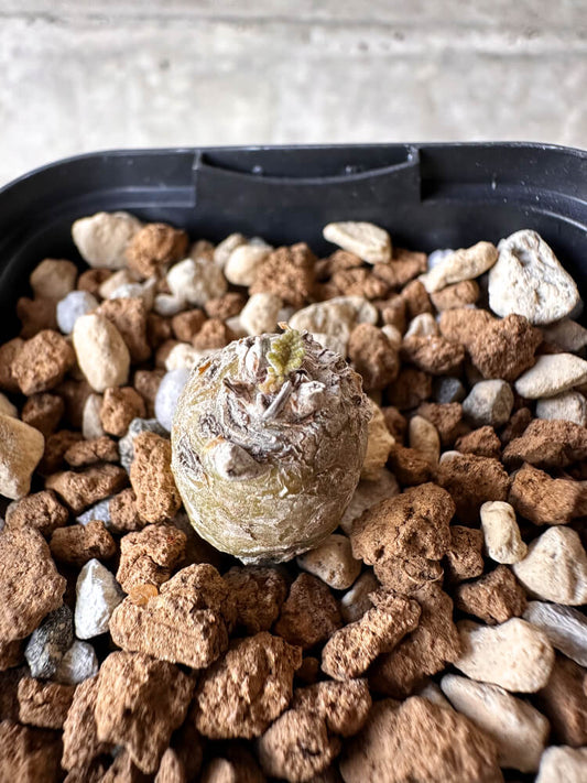 【現品限り】ペラルゴニウム【J5】 Pelargonium ferulaceum