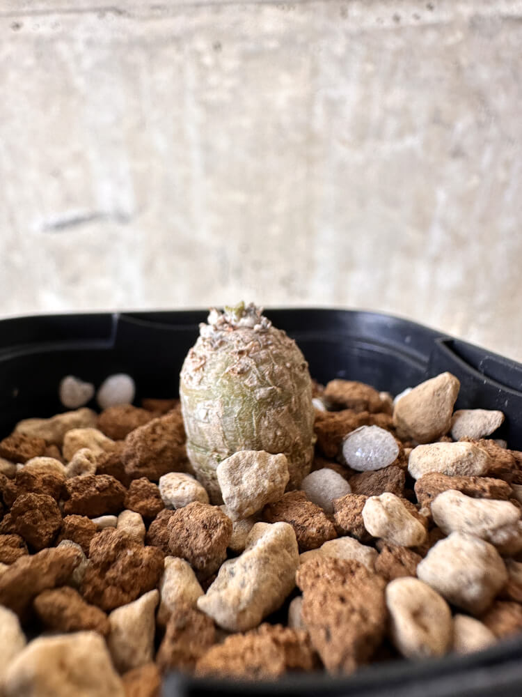 【現品限り】ペラルゴニウム【J5】 Pelargonium ferulaceum