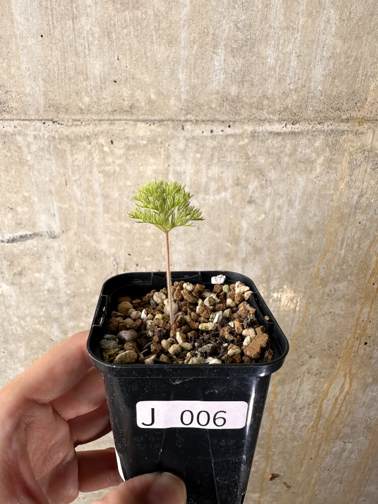 【現品限り】ペラルゴニウム・トリステ 実生【J6】 Pelargonium triste