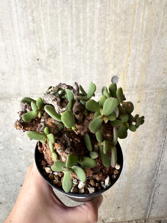 【現品限り】ケラリア・ピグマエア 現地株【J60】 Ceraria pygmaea