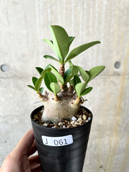 【現品限り】アデニウム・アラビカム ブラックスキン【J61】 Adenium arabicum 'Black skin'