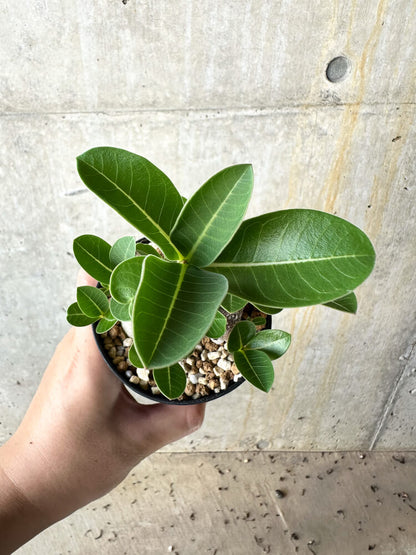 【現品限り】アデニウム・アラビカム ブラックスキン【J61】 Adenium arabicum 'Black skin'