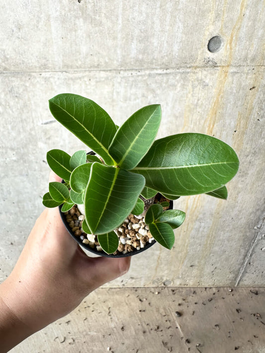 【現品限り】アデニウム・アラビカム ブラックスキン【J61】 Adenium arabicum 'Black skin'