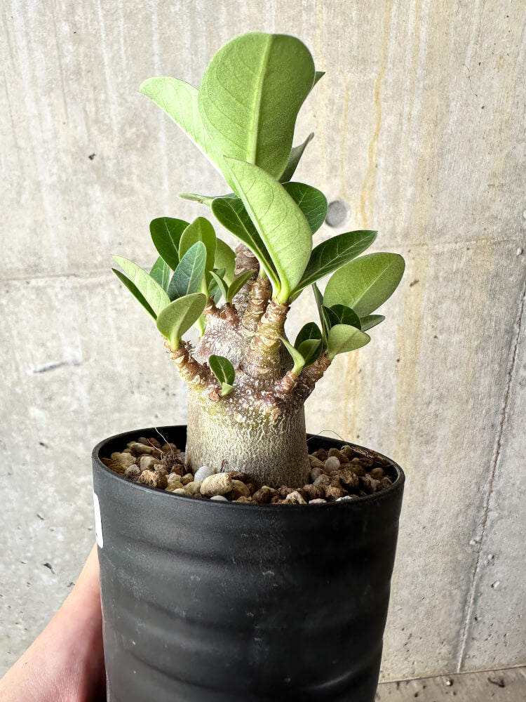 【現品限り】アデニウム・アラビカム ブラックスキン【J61】 Adenium arabicum 'Black skin'