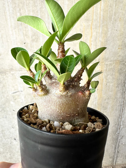 【現品限り】アデニウム・アラビカム ブラックスキン【J61】 Adenium arabicum 'Black skin'