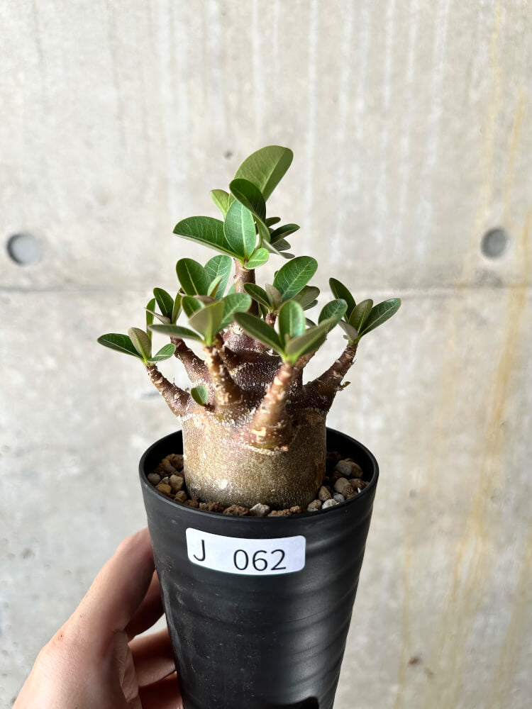【現品限り】アデニウム・アラビカム ブラックスキン【J62】 Adenium arabicum 'Black skin'