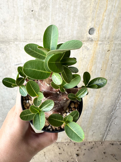 【現品限り】アデニウム・アラビカム ブラックスキン【J62】 Adenium arabicum 'Black skin'