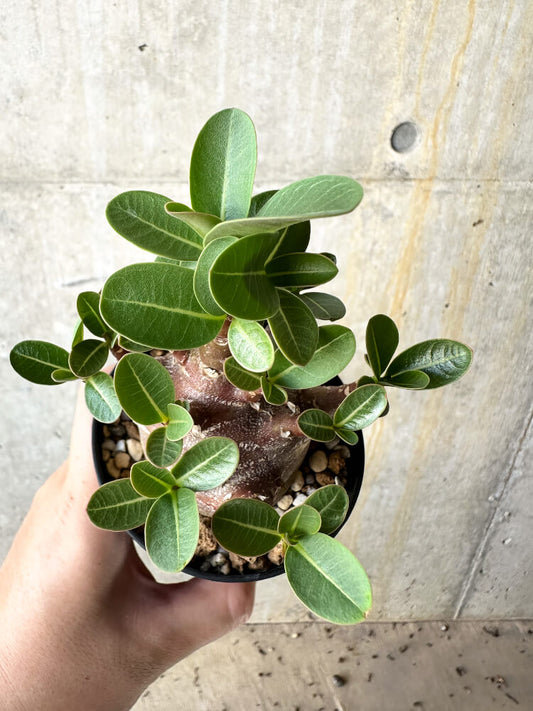 【現品限り】アデニウム・アラビカム ブラックスキン【J62】 Adenium arabicum 'Black skin'