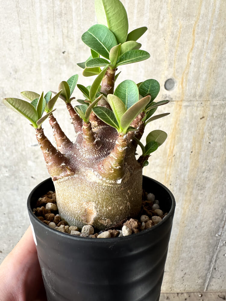 【現品限り】アデニウム・アラビカム ブラックスキン【J62】 Adenium arabicum 'Black skin'