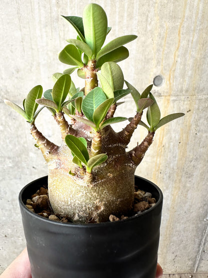【現品限り】アデニウム・アラビカム ブラックスキン【J62】 Adenium arabicum 'Black skin'